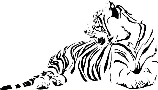 White Tiger Vector File of White Tiger safari animals cartoon stock illustrations