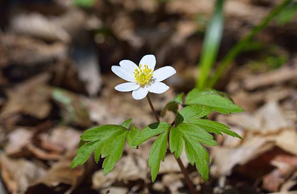 Anemone nemorosa Anemone nemorosa is an early-spring flowering plant in the genus Anemone. Common names include wood anemone, windflower, thimbleweed and smell fox wildwood windflower stock pictures, royalty-free photos & images