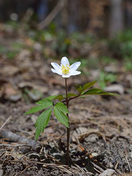 Anemone nemorosa Anemone nemorosa is an early-spring flowering plant in the genus Anemone. Common names include wood anemone, windflower, thimbleweed and smell fox wildwood windflower stock pictures, royalty-free photos & images