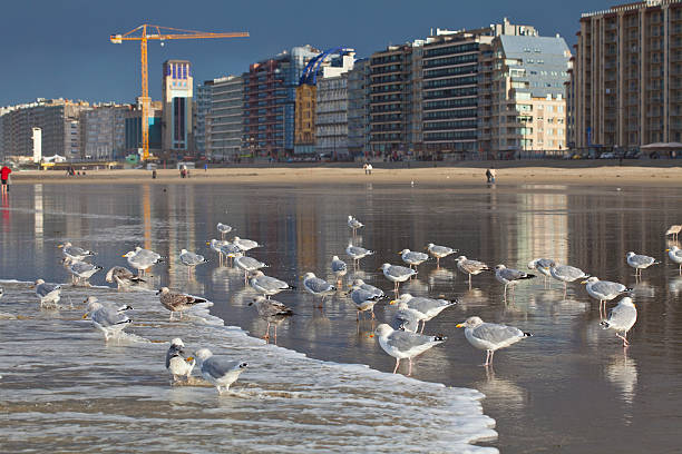 blankenberge, belgium - blankenberge strand stockfoto's en -beelden