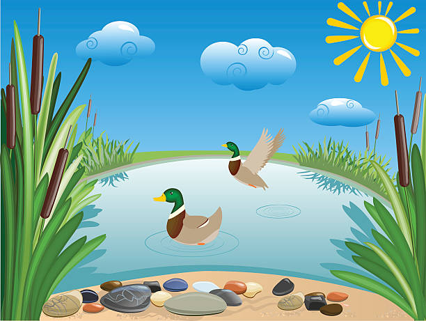 Pond vector art illustration