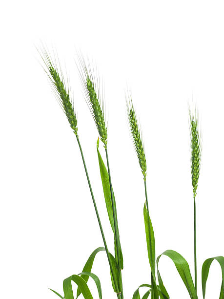 istock Bouquet Of Wheat Ears Isolated On White Background 472286532