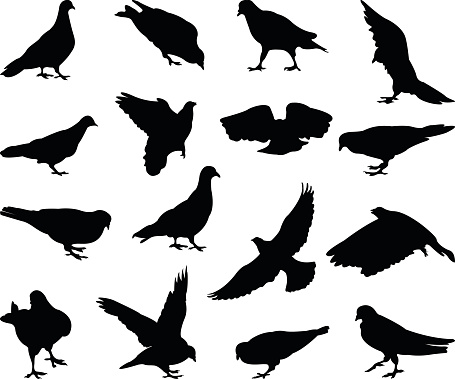 vector file of pigeons silhouette