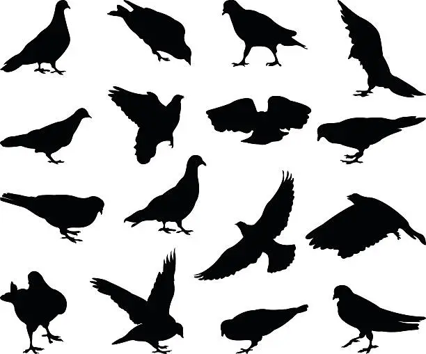 Vector illustration of pigeons silhouette