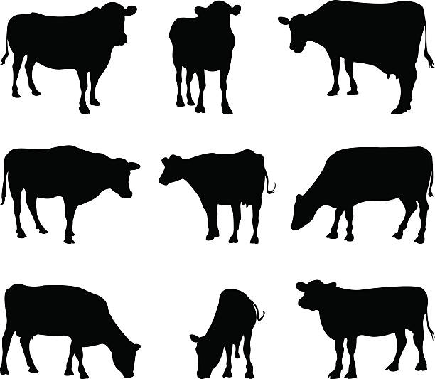 ilustraciones, imágenes clip art, dibujos animados e iconos de stock de de vacas silueta - vacas
