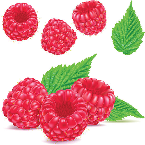 himbeeren - raspberry stock-grafiken, -clipart, -cartoons und -symbole