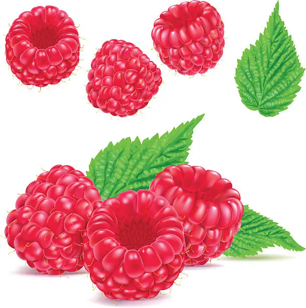 Vector illustration of Raspberries