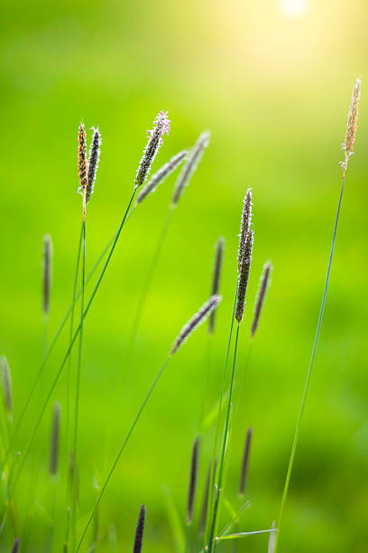 istock Morning in the field 472287106