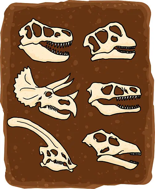 Vector illustration of dinosaur skulls