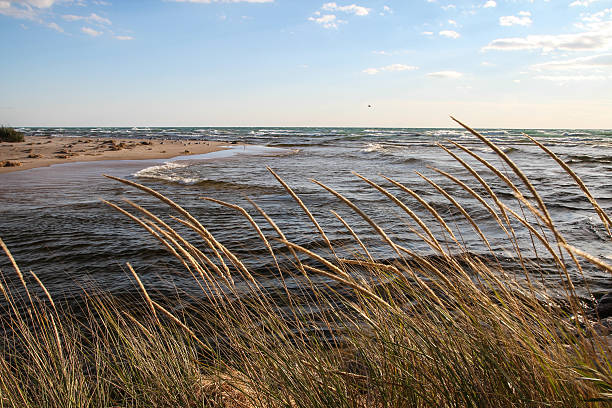 istock Coastal Background With Dune Grass Blowing In The Breeze 472287306