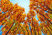 istock Beautiful Autumn Landscape 472289471