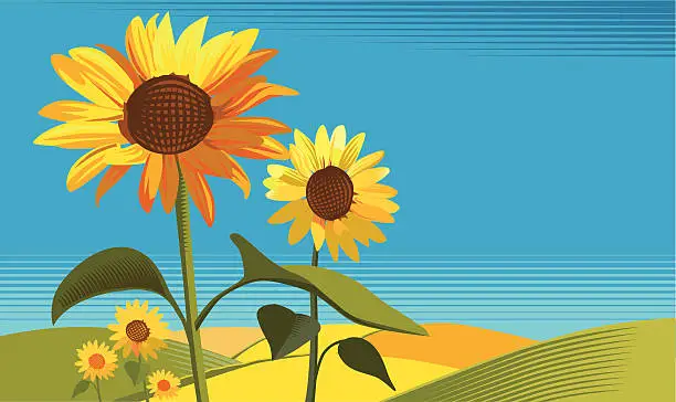 Vector illustration of Sunflowers