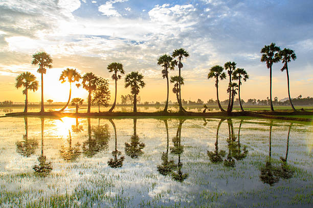 istock Palmyra tree on the paddy field in early morning 472290692