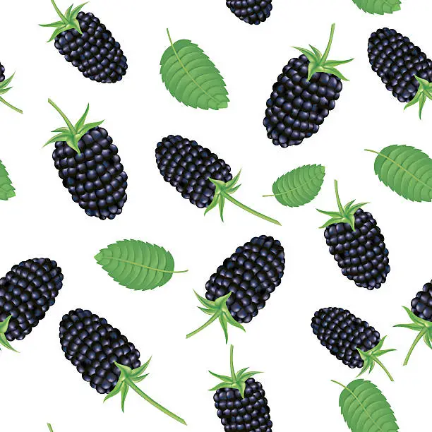 Vector illustration of Marionberry  Blackberry Seamless Pattern