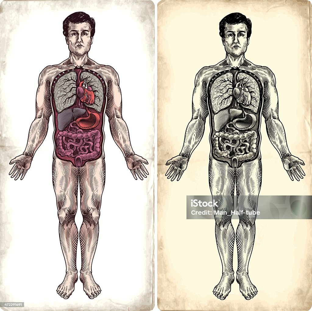 Anatomia umana - arte vettoriale royalty-free di Il corpo umano