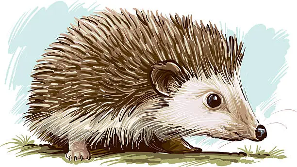 Vector illustration of Hedgehog