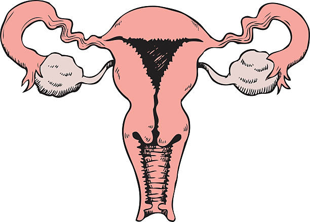 sketched uterus sketchy illustration of a uterus fallopian tube stock illustrations
