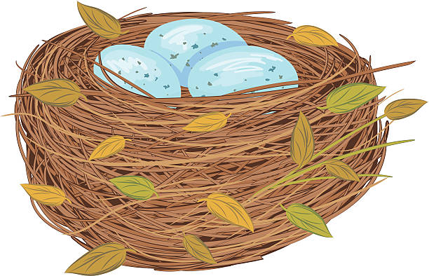 kreskówka, ptak gniazdo z niebieskie jajka - birds nest animal nest animal egg blue stock illustrations