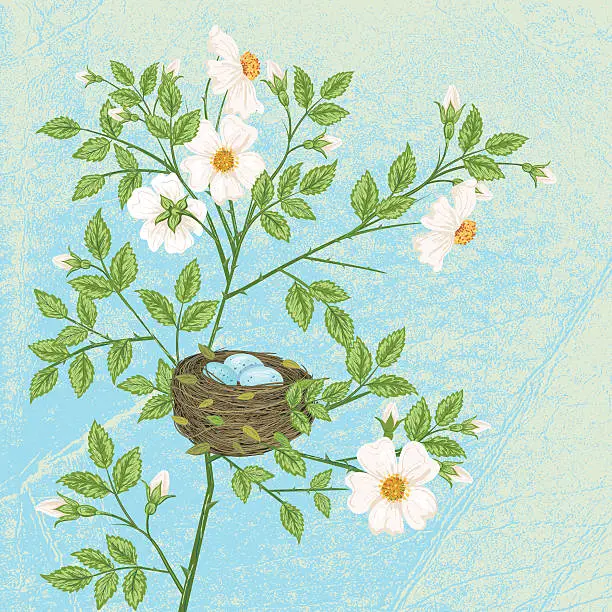 Vector illustration of Bird Nest With Blue Eggs In Rose Bush