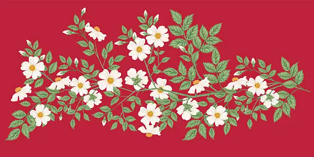 Vector illustration of Wild White Roses On Red Background