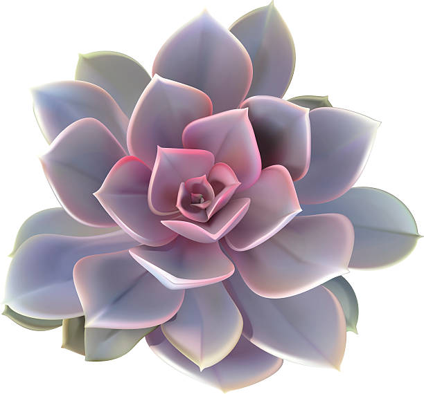 캐터스 다육 식물-벡터 일러스트레이션 - flower desert single flower cactus stock illustrations