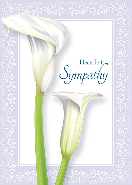 ilustrações, clipart, desenhos animados e ícones de lírio calla simpatia cartão - lily calla lily flower single flower