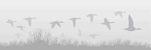 Bекторная иллюстрация Летающий селезням в Туман