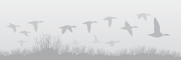 A mixed flock of flying ducks in fog.  Ducks are in different shades of gray.  Grass is grouped as one object.  Slight linear gradient used for foggy background.  EPS vs. 10.