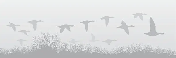 Vector illustration of Flying Ducks in the Fog