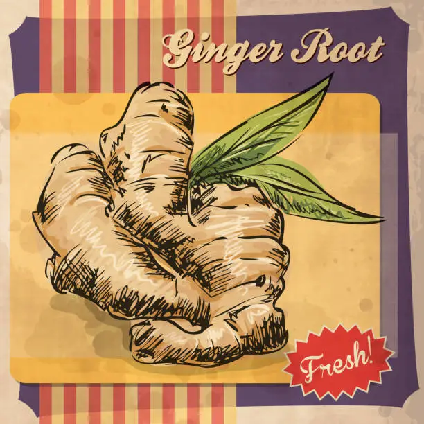 Vector illustration of Fresh ginger