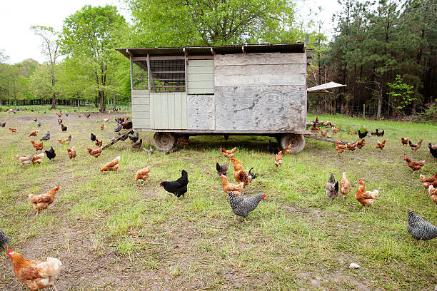 istock black, brown, and white chickens walking around a chicken coop 472294292