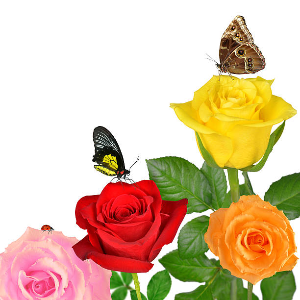 istock Colorful roses with butterflies 472294662