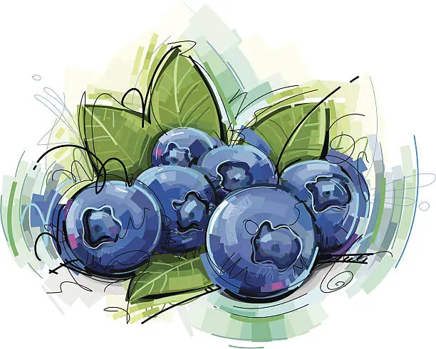 Vector illustration of blue berries sketch