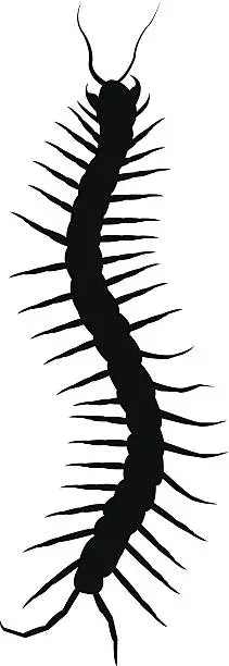 Vector illustration of Centipede