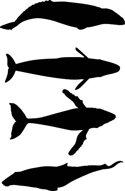 Whale Whale silhouette blue whale tail stock illustrations