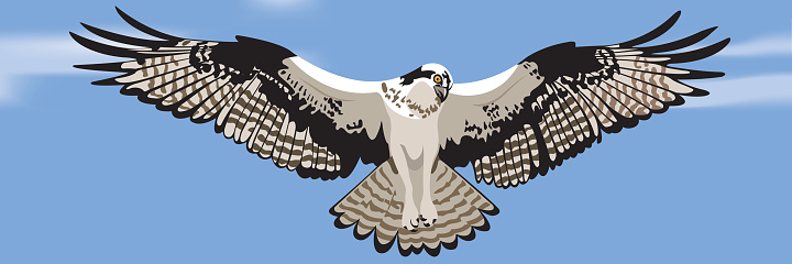 An Osprey hovering in flight.  Gradient mesh used for background, but no gradients used in Osprey.  Bird is grouped and on separate layer from background.  EPS vs 10.  