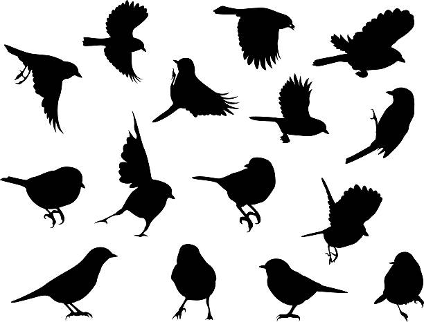 ilustrações de stock, clip art, desenhos animados e ícones de silhuetas de-pássaros - tit