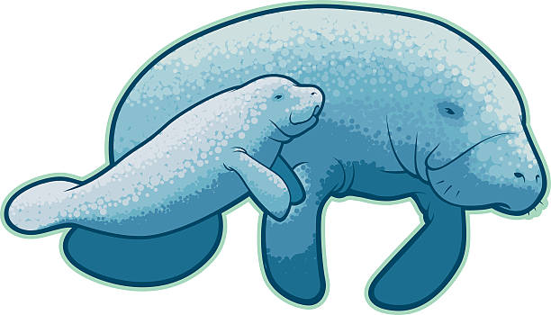 ilustraciones, imágenes clip art, dibujos animados e iconos de stock de manatíes - manatee