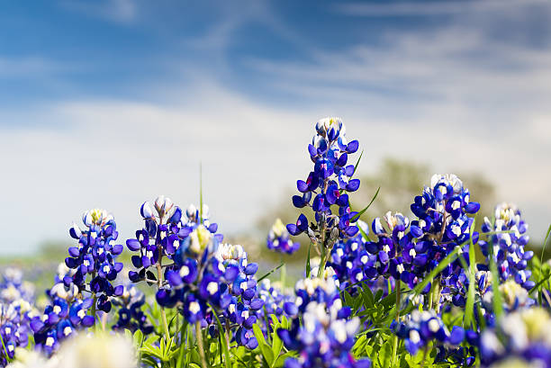 Texas Wildflowers Texas bluebonnets on a sunny spring afternoon bluebonnet stock pictures, royalty-free photos & images