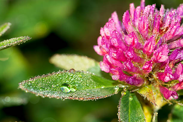 istock flowers of  on a meadow 472297430