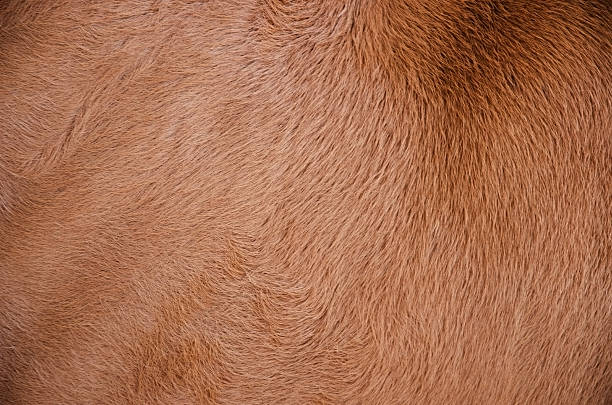 istock cow hair skin 472297948