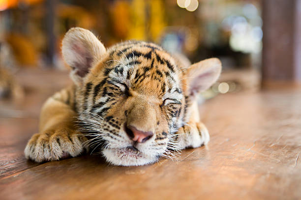 slumbering little tiger Portrait of a little tiger cub lies dormant sleeping on the wooden floor. Shallow depth of field animal nose photos stock pictures, royalty-free photos & images