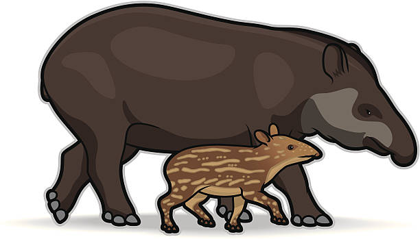 South American Tapir Mother and infant Tapir. File is organized into layers and easy to modify. Download includes EPS, JPG, PDF formats. tapirus terrestris stock illustrations