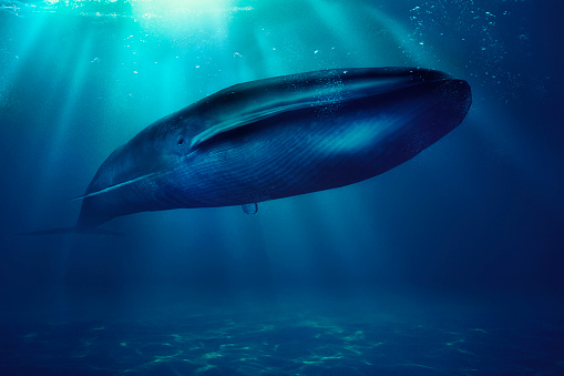 Blue whale, sea, animal.