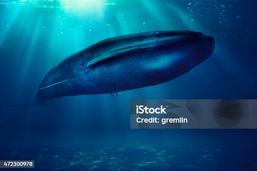 istock Blue whale, sea, animal 472300978