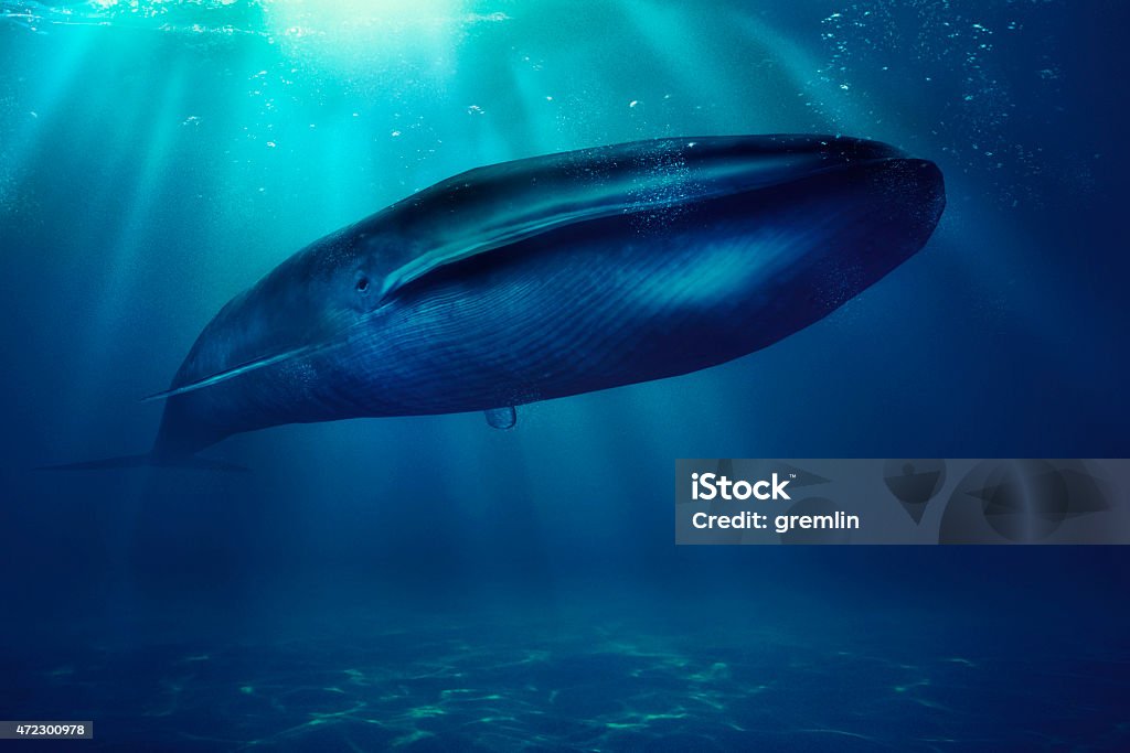 Blue whale, sea, animal Blue whale, sea, animal. Blue Whale Stock Photo Blue whale, sea, animal Blue whale, sea, animal. Blue Whale Stock Photo