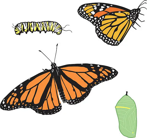 Vector illustration of Monarch Butterfly in Stages