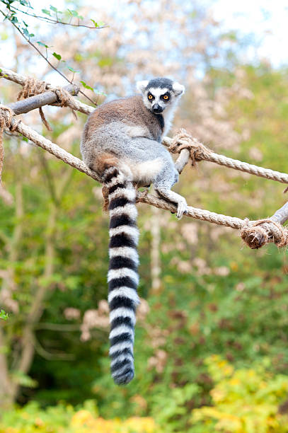 lémur catta no jardim zoológico. anel lémure-de-escada de corda - ring tailed lemur lemur madagasy culture tree imagens e fotografias de stock
