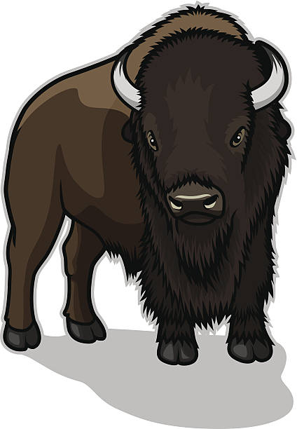 Bull Bison Illustration of a lonely Bull Bison. File is organized into layers and download includes: EPS, PDF, JPG formats african buffalo stock illustrations