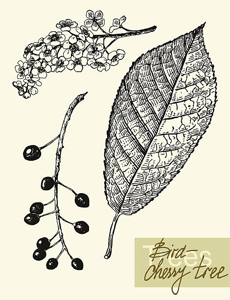 벡터 잎, 꽃과 과일 의 viburnum. - hawthorn flower old fashioned botany stock illustrations